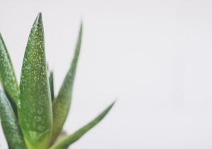 Scopri le Sorprendenti Differenze Tra Aloe Vera e Aloe Arborescens
