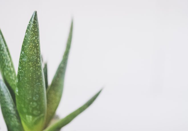 Scopri le Sorprendenti Differenze Tra Aloe Vera e Aloe Arborescens