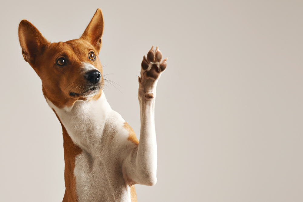 Pancreatite nel cane